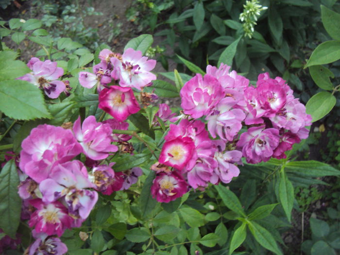 DSC01859
