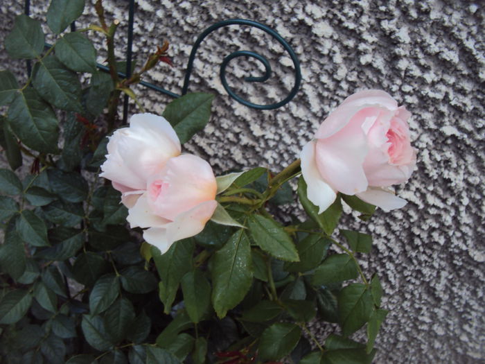 DSC01874 - The Wedgwood Rose