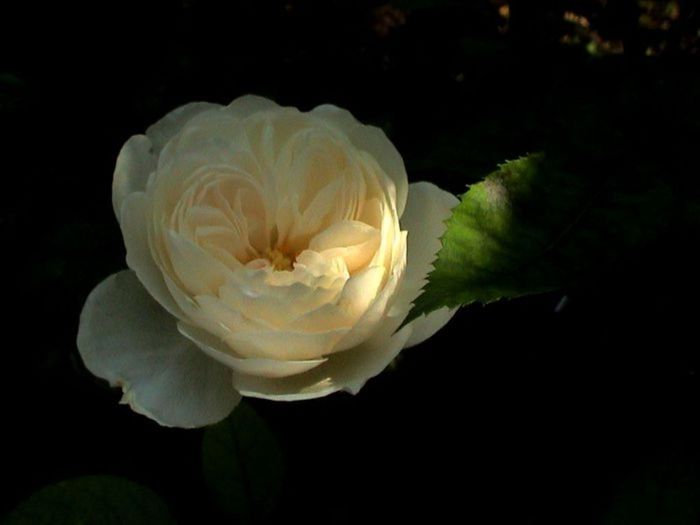 TIMPUL ROZELOR (281)