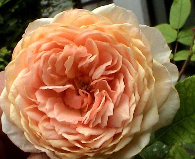 TIMPUL ROZELOR (282)