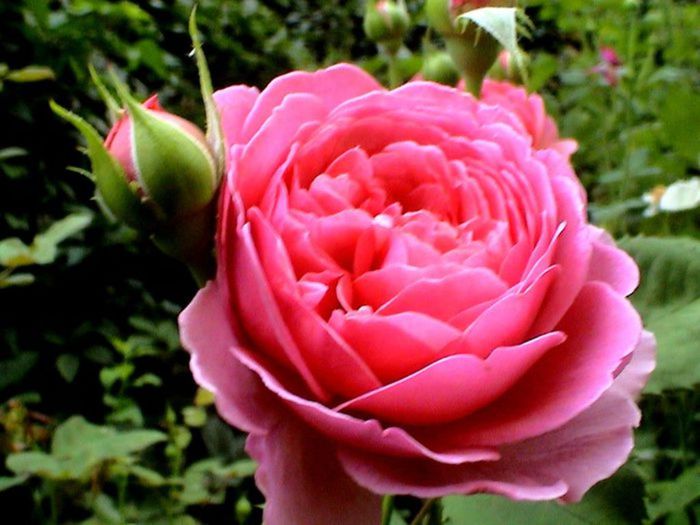 TIMPUL ROZELOR (284)