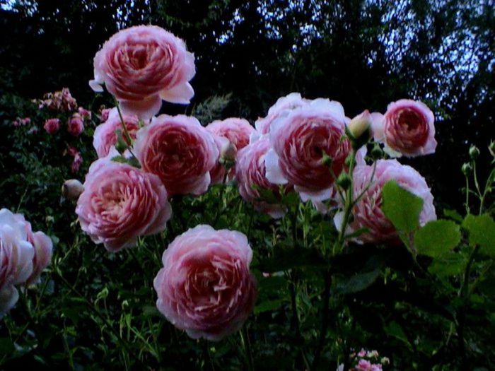 TIMPUL ROZELOR (285)