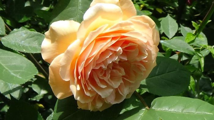 TIMPUL ROZELOR (286)