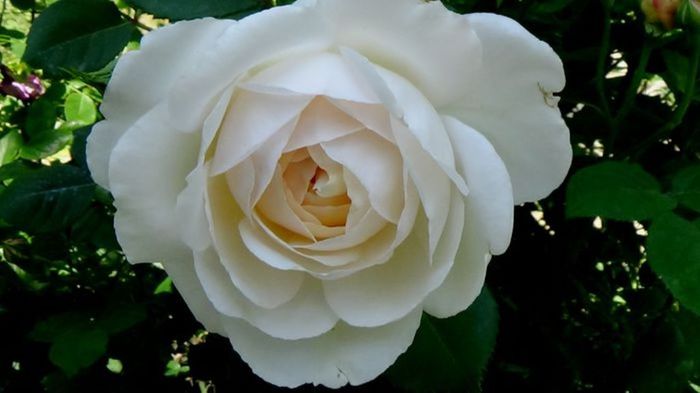 TIMPUL ROZELOR (289)