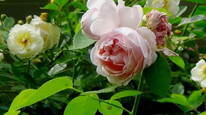 TIMPUL ROZELOR (290)