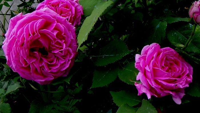 TIMPUL ROZELOR (292)