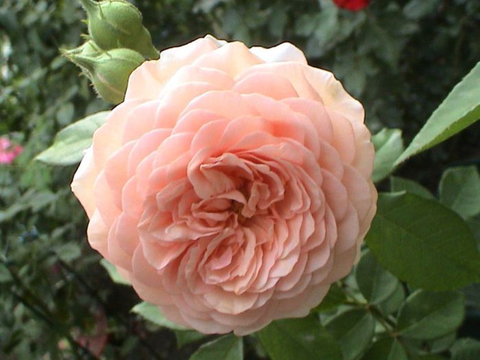 TIMPUL ROZELOR (293)