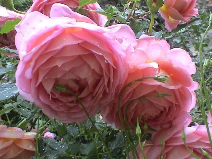 TIMPUL ROZELOR (295)