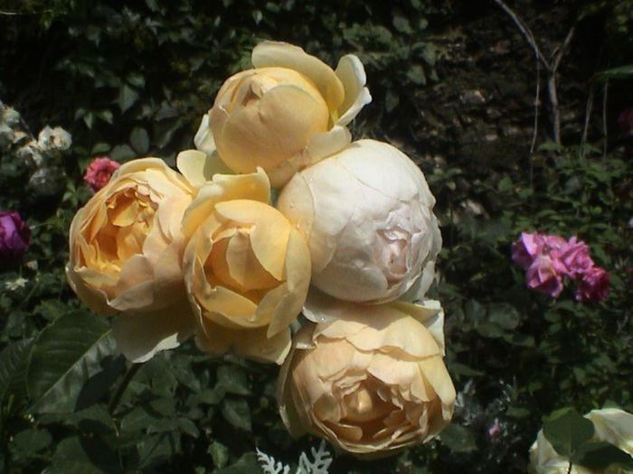 TIMPUL ROZELOR (296)