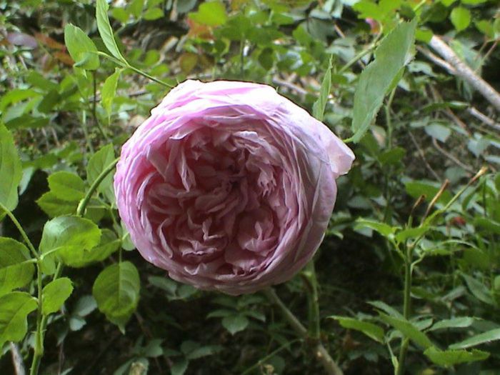 TIMPUL ROZELOR (298)