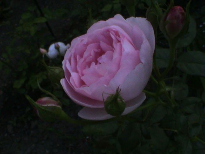 TIMPUL ROZELOR (299)