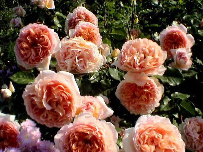 TIMPUL ROZELOR (300)