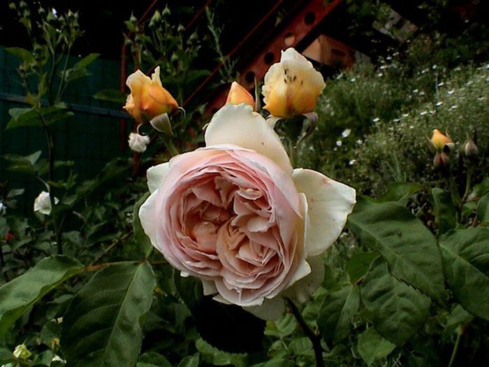 TIMPUL ROZELOR (302)