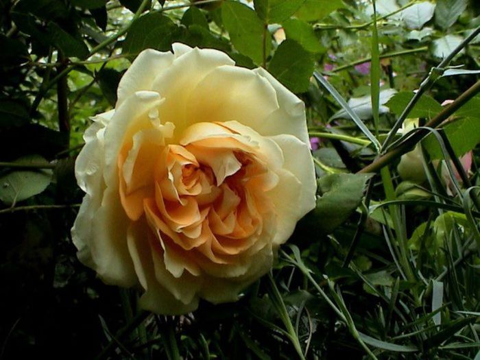 TIMPUL ROZELOR (303)