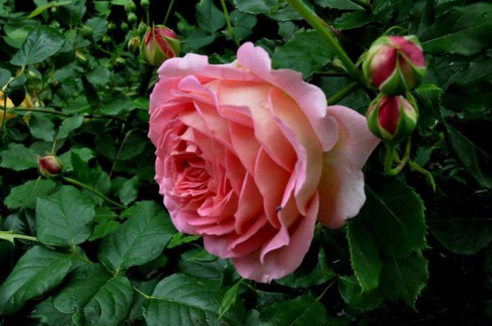 TIMPUL ROZELOR (304)