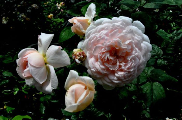 TIMPUL ROZELOR (305)