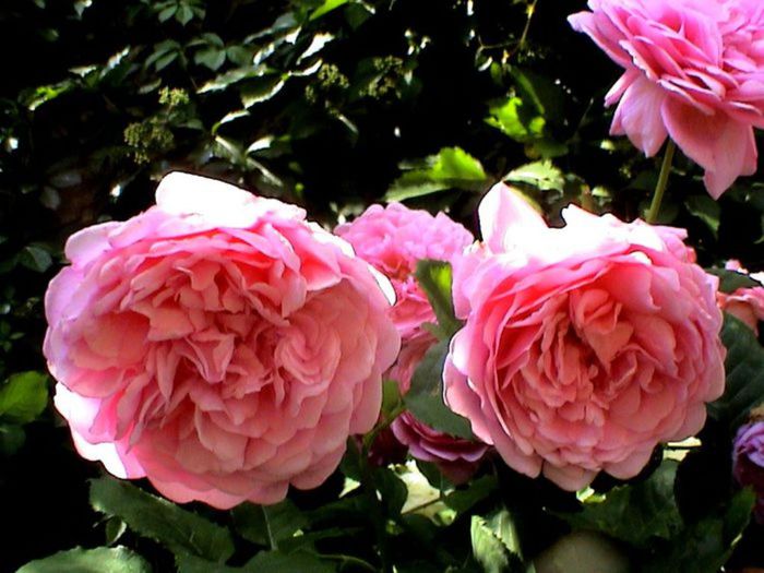 TIMPUL ROZELOR (306)