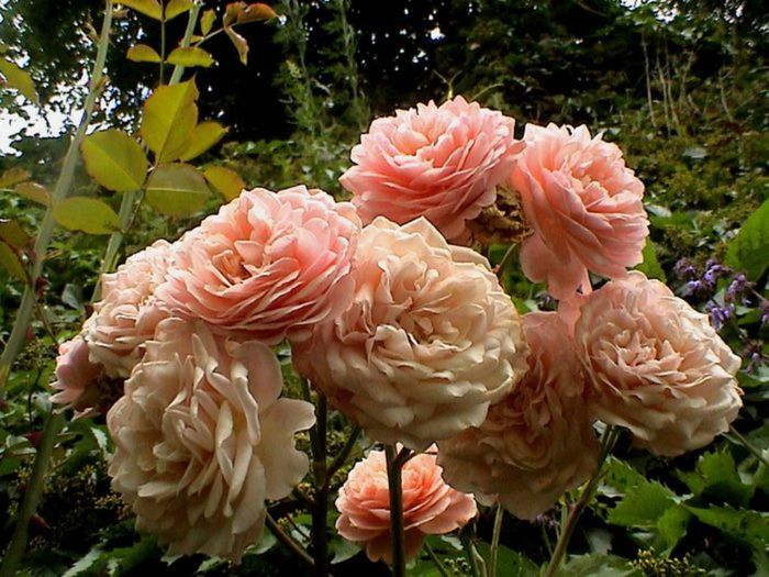 TIMPUL ROZELOR (307)