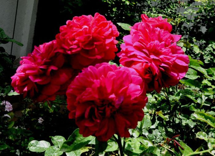 TIMPUL ROZELOR (308)