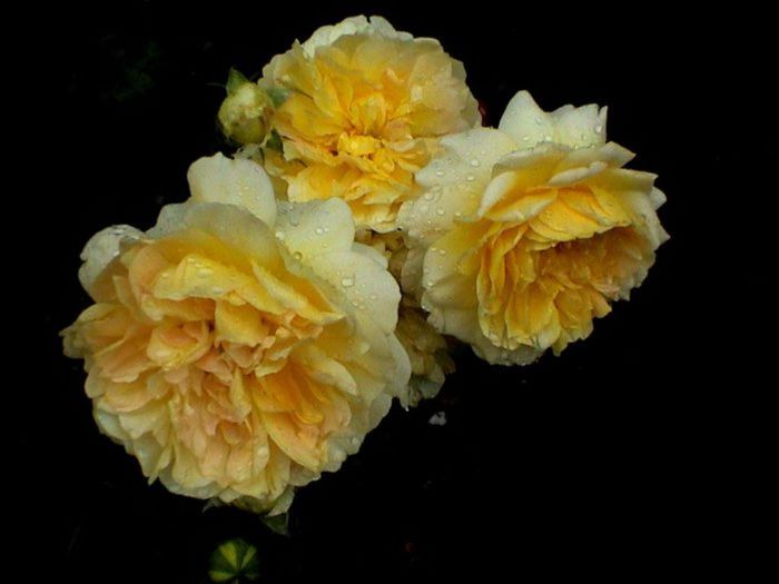 TIMPUL ROZELOR (309)