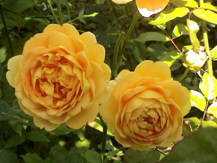 TIMPUL ROZELOR (311)