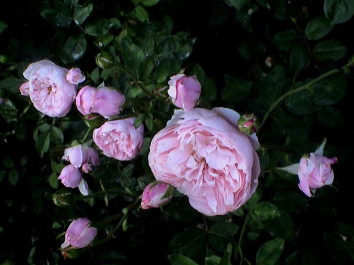 TIMPUL ROZELOR (312)