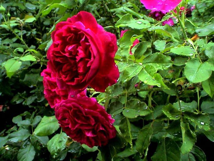 TIMPUL ROZELOR (314)