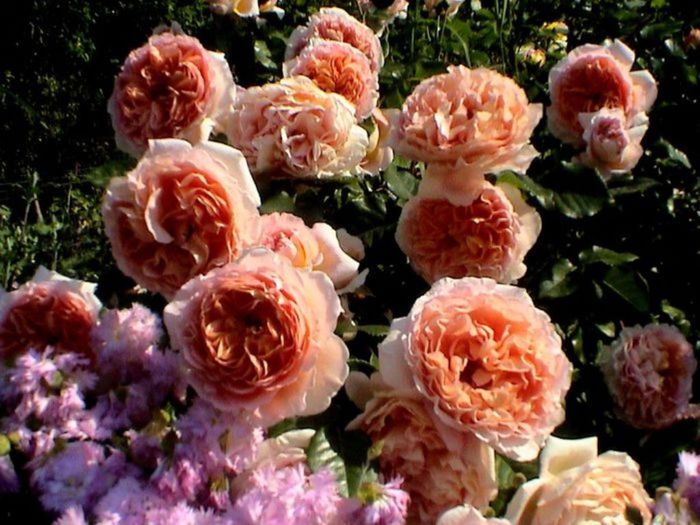 TIMPUL ROZELOR (337)