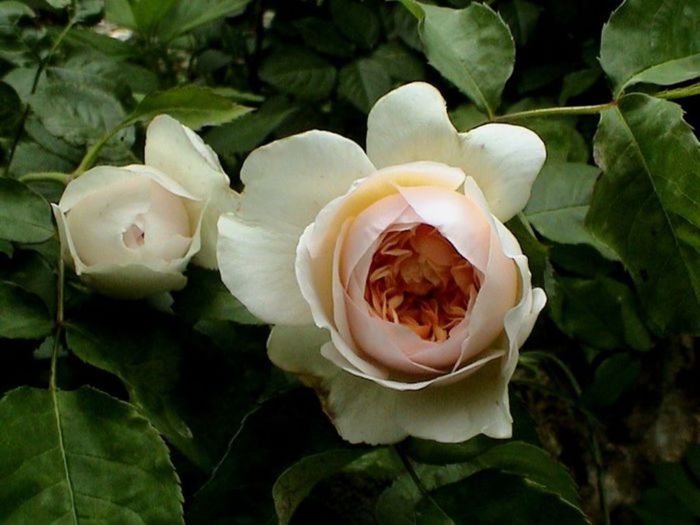 TIMPUL ROZELOR (339)