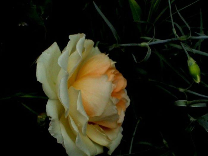 TIMPUL ROZELOR (340)