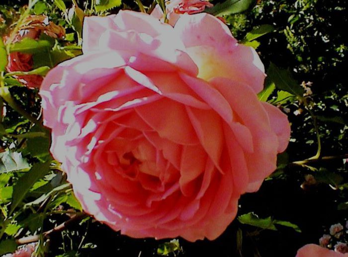 TIMPUL ROZELOR (343)