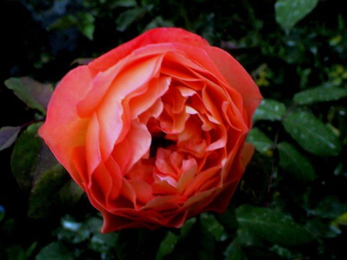 TIMPUL ROZELOR (345)