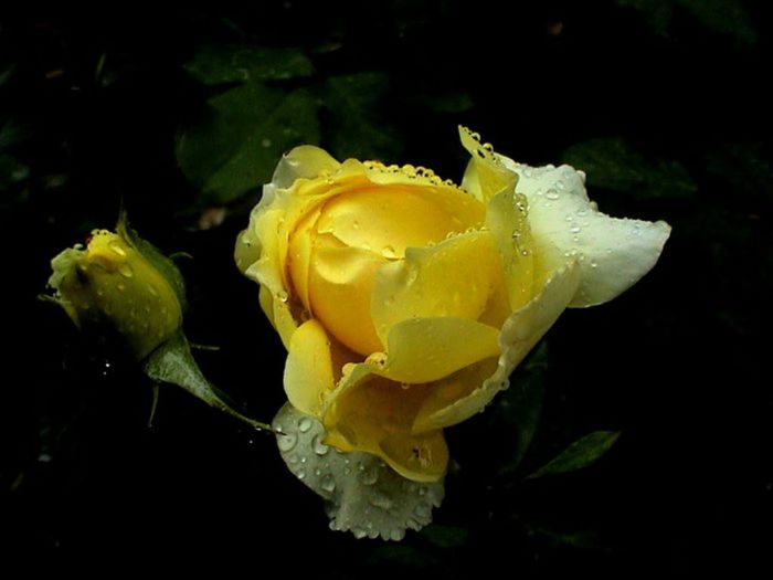 TIMPUL ROZELOR (346)