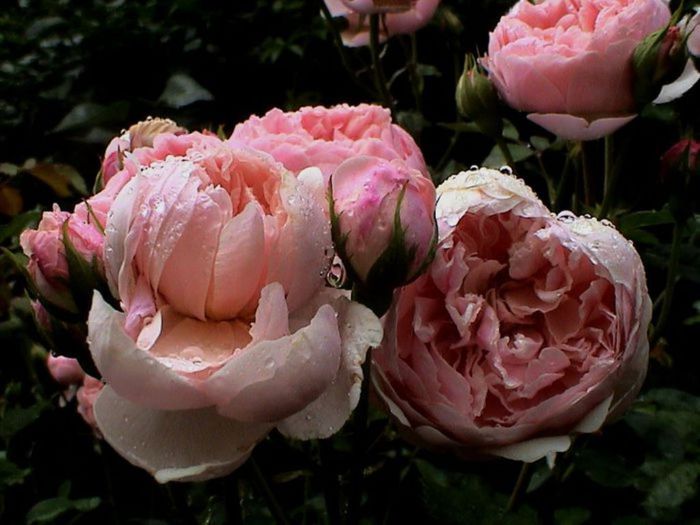 TIMPUL ROZELOR (350)