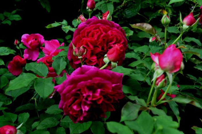 TIMPUL ROZELOR (354)