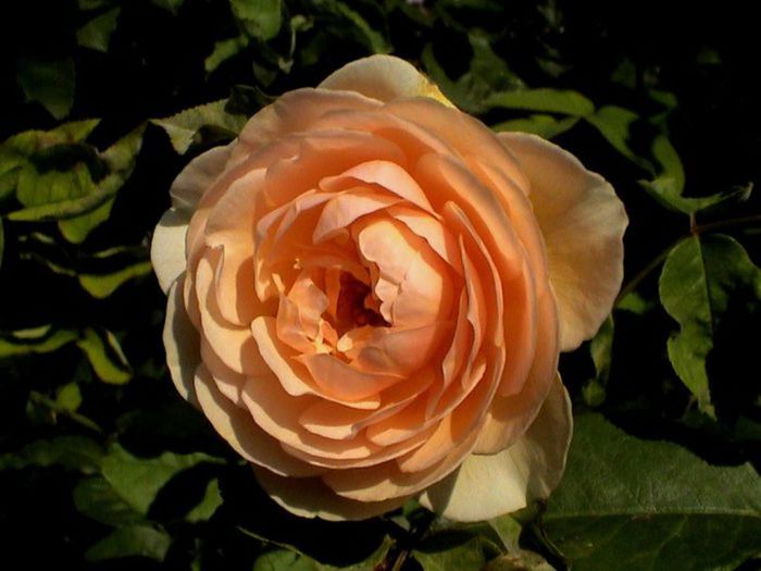 TIMPUL ROZELOR (358)