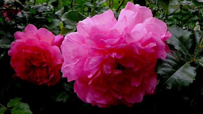 TIMPUL ROZELOR (362)