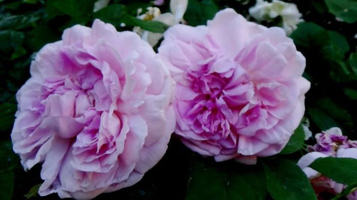 TIMPUL ROZELOR (363)