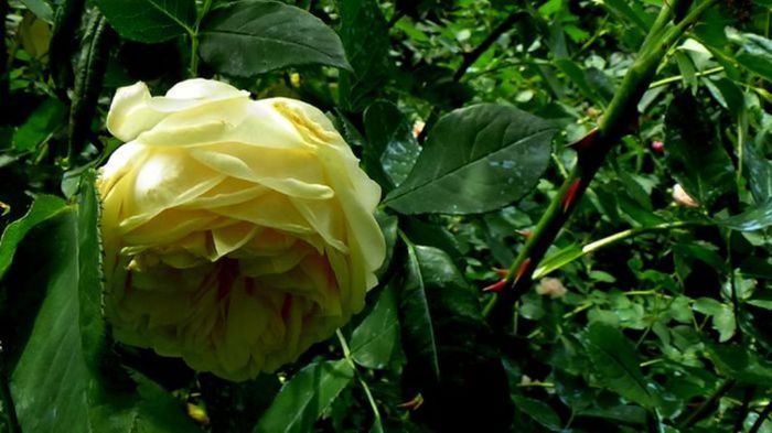 TIMPUL ROZELOR (365)