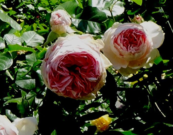 TIMPUL ROZELOR (366)