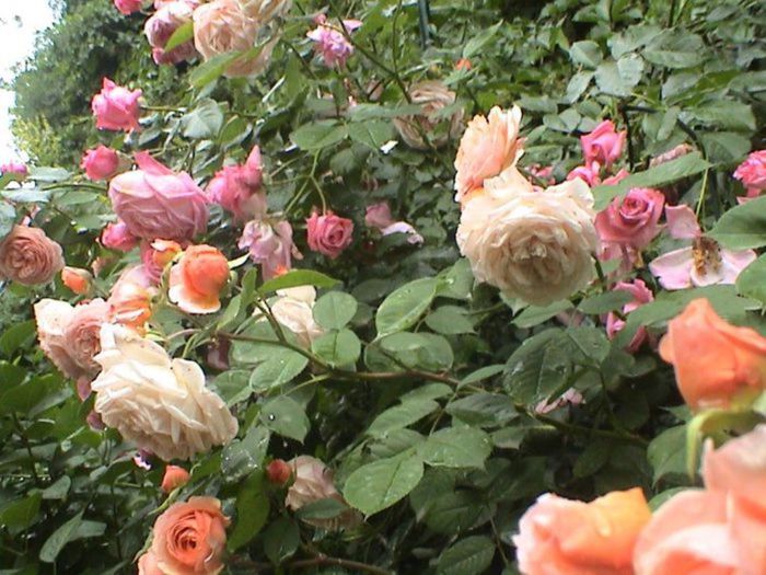 TIMPUL ROZELOR (369)