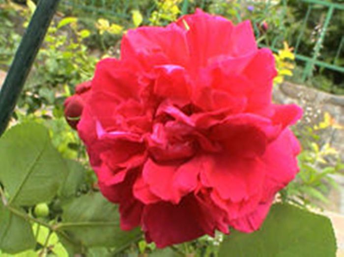 TIMPUL ROZELOR (372)