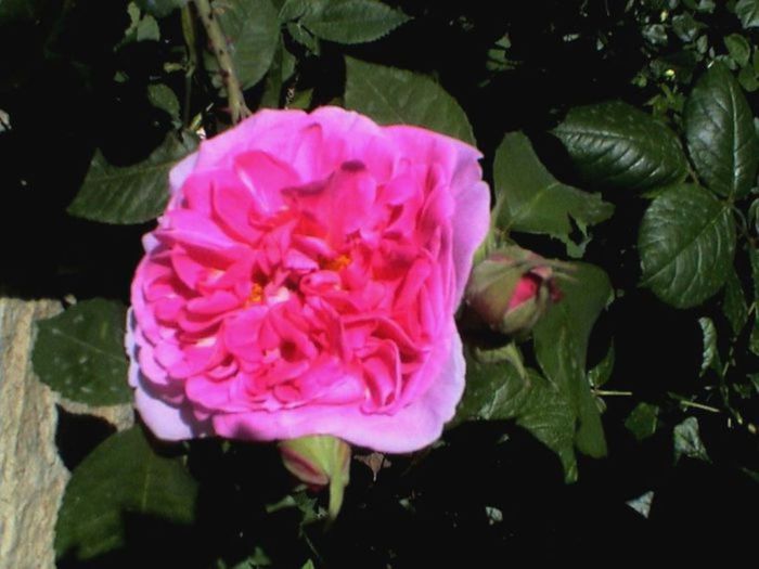 TIMPUL ROZELOR (374)