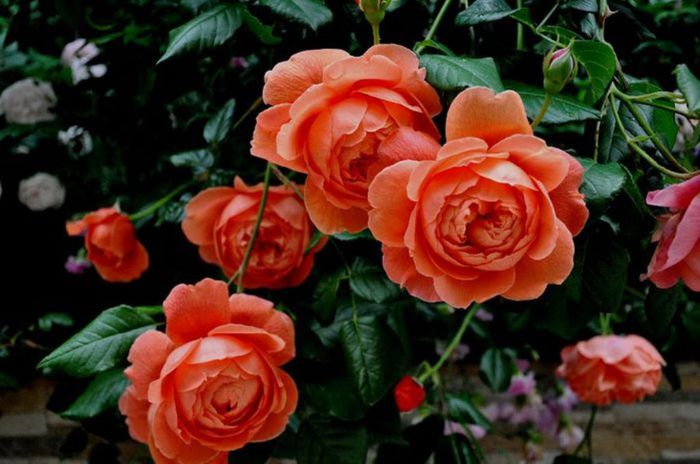 TIMPUL ROZELOR (375)