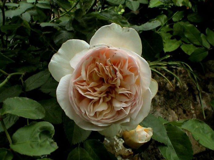 TIMPUL ROZELOR (376)