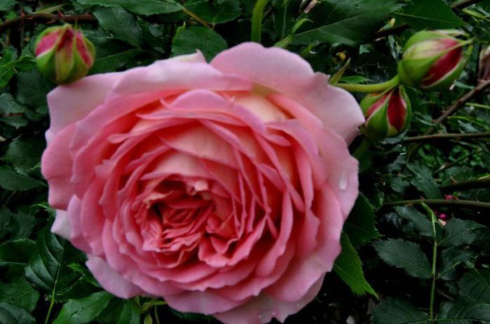 TIMPUL ROZELOR (378)