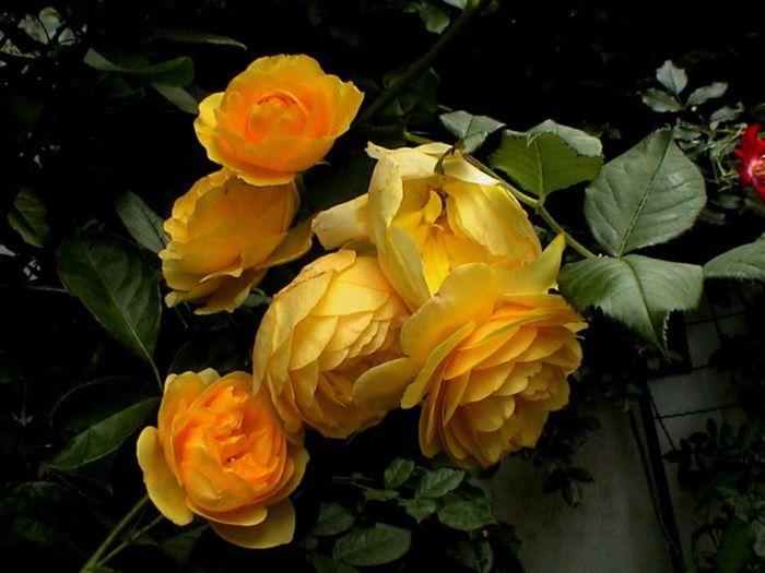 TIMPUL ROZELOR (381)