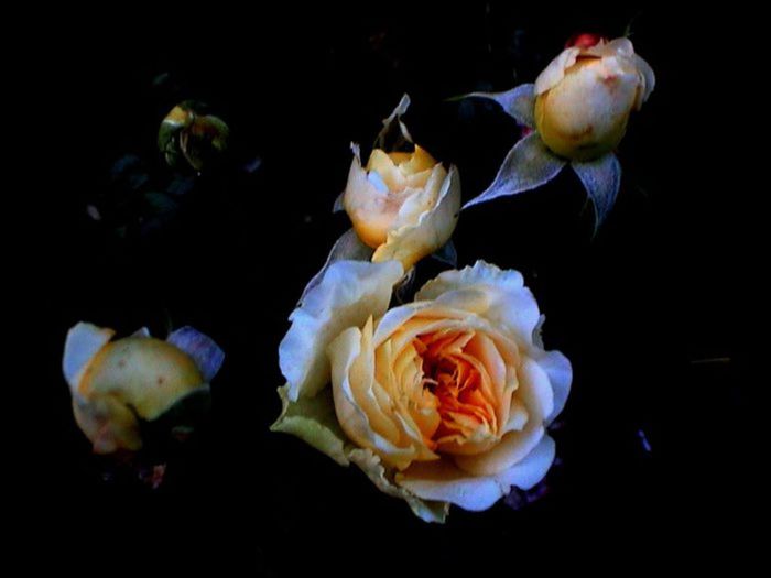 TIMPUL ROZELOR (382)