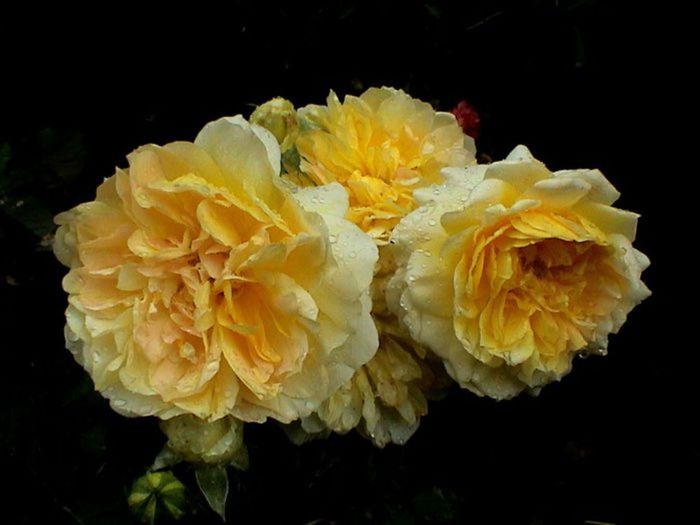 TIMPUL ROZELOR (383)