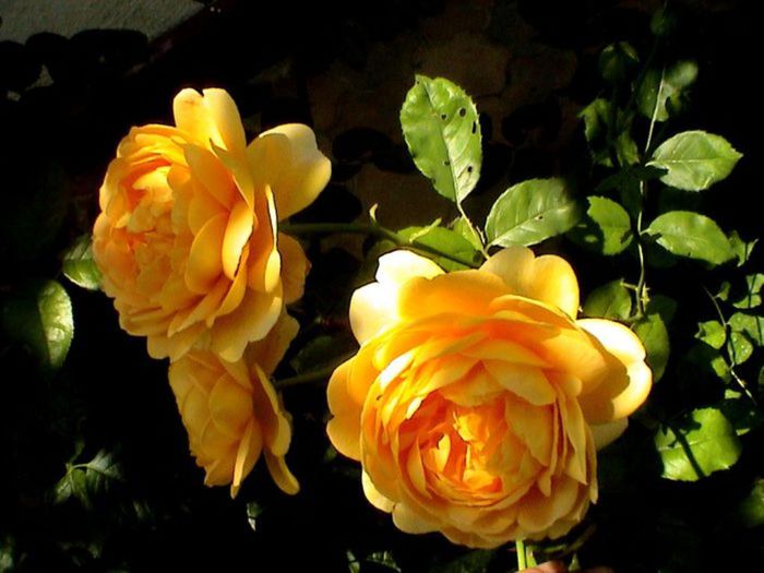 TIMPUL ROZELOR (385)